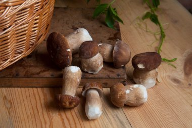 Yenebilir orman mantarları. Birçok porcini mantarı (sepet, porcino veya kral bolete, genellikle boletus edulis olarak bilinir), mantarlı hasır sepeti ve sonbahar mevsiminde ahşap zemin üzerinde yabani üzüm yaprakları.