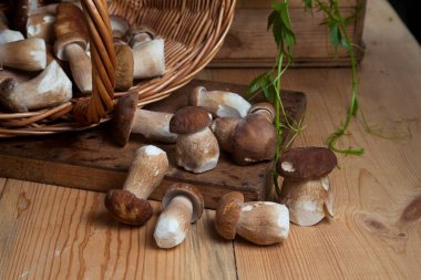 Yenebilir orman mantarları. Toplanan yabani porcini mantar yığını (sepet, porcino veya kral bolete, genellikle boletus edulis olarak bilinir), mantarlı hasır sepeti ve sonbahar mevsiminde ahşap arka planda yeşil üzüm yaprakları.