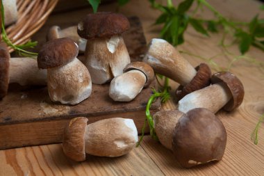 Yenebilir orman mantarları. Toplanan yabani porcini mantar yığını (sepet, porcino veya kral bolete, genellikle boletus edulis olarak bilinir), mantarlı hasır sepeti ve sonbahar mevsiminde ahşap arka planda yeşil üzüm yaprakları.