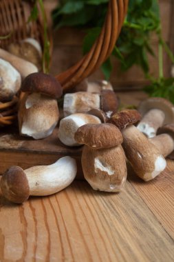 Yenebilir orman mantarları. Toplanan yabani Porcini mantarları (cep, porcino veya kral bolete, genellikle boletus edulis olarak adlandırılır) arasından güzel porcini mantarları, mantarlı sepet ve yabani üzüm yaprakları arasında seçici bir odak noktası