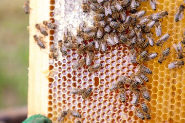 Tatlı bal ile petek üzerinde çalışma arıların görünümü kapatın. Sarı petek arı kovanı tatlı bal ile sadece alınan. Güzel sarı petek arı bal toplanan