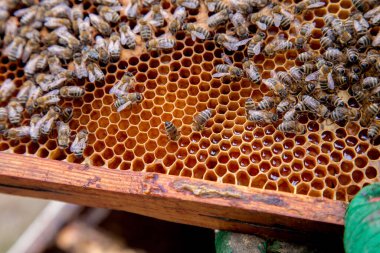 Tatlı bal ile petek üzerinde çalışma arıların görünümü kapatın. Sarı petek arı kovanı tatlı bal ile sadece alınan. Güzel sarı petek arı bal toplanan