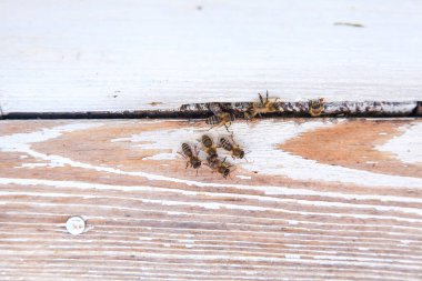Apiary'deki arı kovanının girişinde bir sürü arı var. Meşgul arılar, beyaz kalas üzerinde swarming arıların yakın görünümü