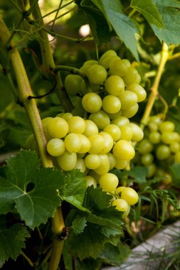 Üzüm bağında asılmış bir demet yeşil üzüm. Bahçede asılı bir demet yeşil üzümün yakın görüntüsü
