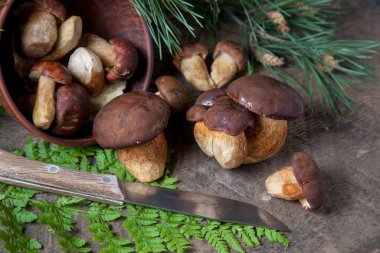 Boletus badius, imleria badia ya da bay bolete 'nin sonbahar kompozisyonu, mantarlı kil kasesi ve çam ağacının yeşil dallı ve eğreltiotu yapraklı klasik ahşap arka planda bıçak. Yenilebilir ve gözenekli mantarların kadife kahverengi veya kestane rengi vardır. 