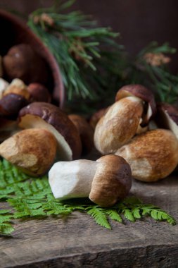 Boletus badius, imleria badia ya da Bay bolete ve Porcini mantarlarının sonbahar kompozisyonu yaygın olarak Boletus Edulis olarak bilinir, kil kase ile mantarlar eski ahşap arka planda yeşil çam ağacı dalı ve eğreltiotu yaprağı sırtı
