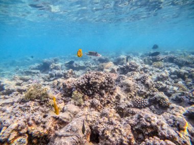 Balıkların farklı türleri - yelken tang veya Desjardin 'in yelken yüzgeci tang, Hipposcarus longiceps veya Uzun Burunlu Parrotfish, Rhinecanthus suikast balığı veya Picasso tetikleyici, Birdmouth wrasse, Klunzinger' s wrasse ve diğer tropikal balıklar