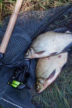 Balık tutmak - bronz çipura ya da sazan çipli (Abramis brama) olarak bilinen iki büyük tatlı su balığı ve balık oltası.