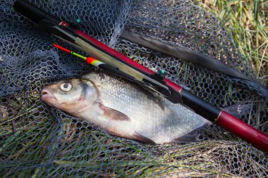 Balık tutmak - bronz çipura ya da sazan çipli (Abramis brama) olarak bilinen büyük tatlı su çipurası ve siyah balık ağı üzerinde yüzen çubuk.