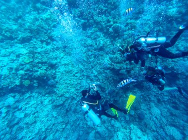 Dalgıçlar tropikal denizde mercan resiflerini araştırıyorlar. Mercanlar ve tropikal balıklarla dolu su altı yaşamı. Kızıl Deniz 'deki Mercan Resifi, Mısır