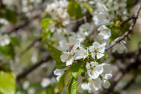 Orchard at spring time. Close up view of honeybee on white flower of sweet cherry tree. Honeybee collecting pollen and nectar to make sweet honey. Small green leaves and white flowers of sweet cherry tree blossoms at spring day in garden.