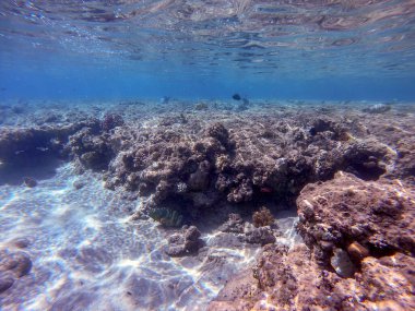 Sualtı panoramik mercan resifleri tropikal balıklar, deniz yosunları ve Mısır 'daki mercanlar. Acropora gemmifera ve Hood mercanı ya da Pürüzsüz karnabahar mercanı (Stylophora pistillata), Lobophyllia hemprichii, Acropora hemprichii veya Pristine Stag