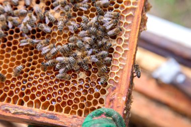 Tatlı bal ile petek üzerinde çalışma arıların görünümü kapatın. Sarı petek arı kovanı tatlı bal ile sadece alınan. Güzel sarı petek arı bal toplanan