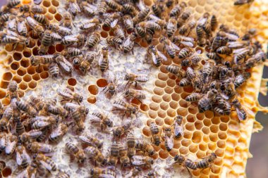 Tatlı bal ile petek üzerinde çalışma arıların görünümü kapatın. Sarı petek arı kovanı tatlı bal ile sadece alınan. Güzel sarı petek arı bal toplanan