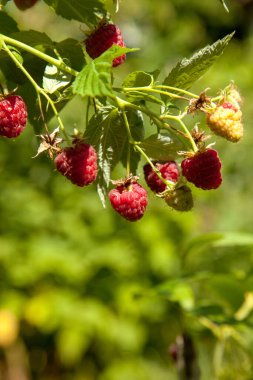 Çalıların üzerinde bir sürü kırmızı olgun ahududu var. Ahududu dalında yeşil yapraklı taze organik böğürtlenleri kapatın. Köydeki yaz bahçesi. Çiftlikte böğürtlen yetiştiriyor