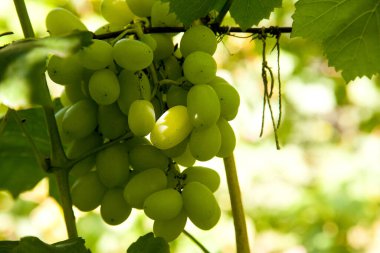 Üzüm bağında asılmış bir demet yeşil üzüm. Bahçede asılı bir demet yeşil üzümün yakın görüntüsü