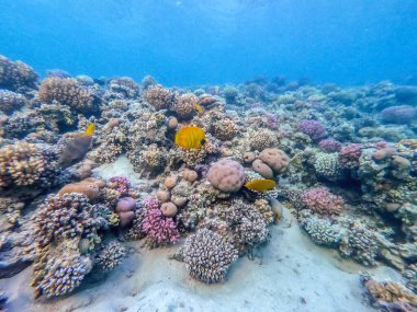 Mercan resiflerinde sualtında Chaetodon semilarvatus olarak bilinen tropikal Mavi Kelebek Kelebeği. Mercanlar ve tropikal balıklarla dolu su altı yaşamı. Kızıl Deniz 'deki Mercan Resifi, Mısır