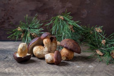 Birkaç Boletus badius, imleria badia ya da Bay bolete mantarlarının sonbahar kompozisyonu arkada çam ağacı dalı olan eski ahşap arka planda. Yenilebilir ve gözenekli mantarların kadife rengi kahverengi veya kestane rengi başlıkları vardır.