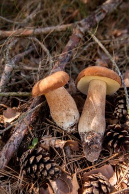 Vahşi doğada iki Boletus mantarı. Porcini mantarları (Sepet, porcino veya kral bolete, genellikle boletus edulis olarak adlandırılır) sonbahar mevsiminde yosun ve kuru yaprakların arasında çam ağacı ormanlarında bulunur.