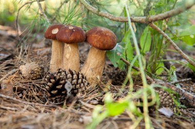 Vahşi doğada üçlü Boletus mantarı. Porcini mantarı (Sepet, porcino veya kral bolete, genellikle boletus edulis olarak adlandırılır) sonbahar mevsiminde yosun ve kuru yaprakların arasında çam ağacı ormanlarında bulunur.