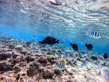 Balıkların farklı türleri - yelken tang veya Desjardin 'in yelken yüzgeci tang, Hipposcarus longiceps veya Uzun Burunlu Parrotfish, Rhinecanthus suikast balığı veya Picasso tetikleyici, Birdmouth wrasse, Klunzinger' s wrasse ve diğer tropikal balıklar