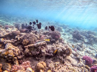 Tropik Forsskal mercan resifinde, kum denizinin dibinde. Mercanlar ve tropikal balıklarla dolu su altı yaşamı. Kızıl Deniz 'deki Mercan Resifi, Mısır