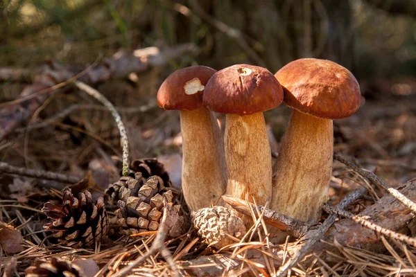 Vahşi doğada üçlü Boletus mantarı. Porcini mantarı (Sepet, porcino veya kral bolete, genellikle boletus edulis olarak adlandırılır) sonbahar mevsiminde yosun ve kuru yaprakların arasında çam ağacı ormanlarında bulunur.