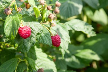 Bir sürü kırmızı olgun ahududu bir Bush. Taze organik çilek ahududu kamışı üzerinde yeşil yaprakları ile kapatın. Yaz Bahçe köyünde. Çilek hasat çiftliğinde büyüyen