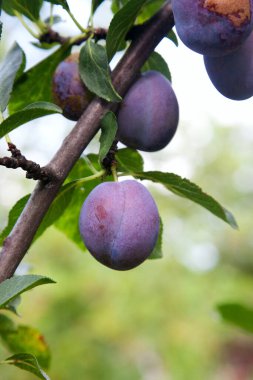 Hasat edilmeye hazır bir ağaç dalından sarkan olgun erikler. Meyve bahçesindeki ağaç dalında olgun erikler. Meyve bahçesinde erik ağacı dalı üzerinde yeşil yaprakları ile taze organik meyve görünümü