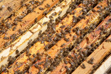 Arı kovanının çerçeveleri. Bal arılarının oluşturduğu çerçeveleri gösteren açılan kovan gövdesinin yakından görünümü