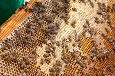 Arı kovanının çerçeveleri. Tatlı bal için açık ve mühürlü hücreleri ile kovan içinde meşgul arılar. Arı bal güzel sarı petek toplanan