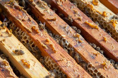 Arı kovanının çerçeveleri. Bal arılarının oluşturduğu çerçeveleri gösteren açılan kovan gövdesinin yakından görünümü