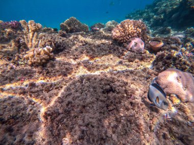 Mercan resifinde renkli tropikal balık Sohal Cerrah Balığı (Acanthurus Sohal) su altında tang. Mercanlar ve tropikal balıklarla dolu su altı yaşamı. Kızıl Deniz 'deki Mercan Resifi, Mısır