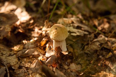 Boletus edulis (cep, porcino veya kral bolete, genellikle Porcini mantarı olarak bilinir) sonbahar mevsiminde orman zemininde yosun ve kuru yapraklar arasında yetişir.