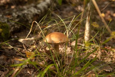 Sonbahar ormanlarında düşen yapraklar, çimenler ve yosunlar arasında büyüyen yenilebilir orman mantarı kahverengi kapak boletus 'un yakın görüntüsü. Yenebilir orman mantarları..
