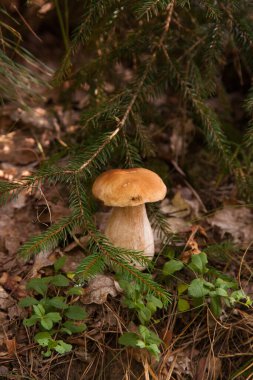 Vahşi doğada Boletus mantarı. Porcini mantarı (Sepet, porcino veya kral bolete, genellikle boletus edulis olarak bilinir) bir sonbahar çam ağacı ormanında yetişir.