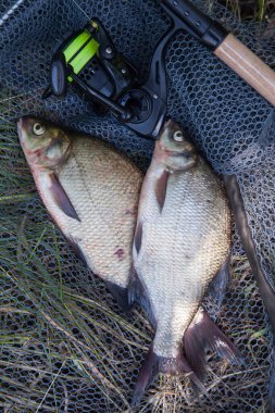 Balık tutmak - bronz çipura ya da sazan çipli (Abramis brama) olarak bilinen iki büyük tatlı su balığı ve balık oltası.