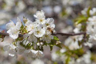 Bahar zamanı meyve bahçesi. Tatlı kiraz ağacının beyaz çiçeğinin üzerindeki bal arısının yakın görüntüsü. Tatlı bal yapmak için bal arısı polen ve nektar topluyor. Küçük yeşil yapraklar ve tatlı kiraz ağaçlarının beyaz çiçekleri baharda bahçede çiçek açar..