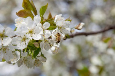 Bahar zamanı meyve bahçesi. Tatlı kiraz ağacının beyaz çiçeğinin üzerindeki bal arısının yakın görüntüsü. Tatlı bal yapmak için bal arısı polen ve nektar topluyor. Küçük yeşil yapraklar ve tatlı kiraz ağaçlarının beyaz çiçekleri baharda bahçede çiçek açar..