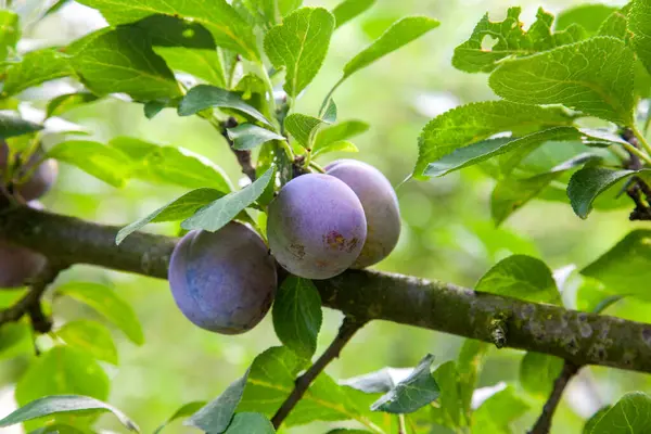 Ripe plums hanging from a tree branch ready to be harvested. Ripe plums on a tree branch in the orchard. View of fresh organic fruits with green leaves on plum tree branch in the fruit garden