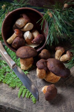 Boletus badius, imleria badia ya da bay bolete 'nin sonbahar kompozisyonu, mantarlı kil kasesi ve çam ağacının yeşil dallı ve eğreltiotu yapraklı klasik ahşap arka planda bıçak. Yenilebilir ve gözenekli mantarların kadife kahverengi veya kestane rengi vardır. 