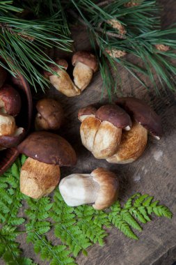 Boletus badius, imleria badia ya da Bay bolete ve Porcini mantarlarının sonbahar kompozisyonu yaygın olarak Boletus Edulis olarak bilinir, kil kase ile mantarlar eski ahşap arka planda yeşil çam ağacı dalı ve eğreltiotu yaprağı sırtı