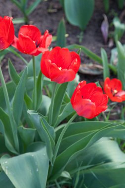 Bahar bahçesinde renkli lale grubu. Baharın ortasında bahçede güneş ışığı altında kırmızı lalegüzel yakından görünümü. Çiçek tarhında melez kırmızı laleler. İnanılmaz bahar konsepti