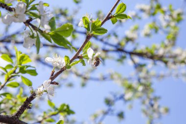 İlkbaharda meyve bahçesi. Tatlı bal yapmak için polen ve nektar toplama elma ağacının beyaz çiçek üzerinde bal arısı yakından görünümü. Bahçede elma ağacının küçük yeşil yaprakları ve beyaz çiçekleri