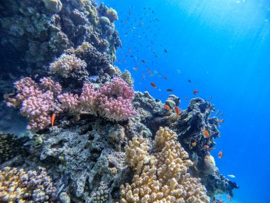 Sualtı panoramik mercan resifinin Lyretail anthias sürüsü (Pseudanthias squamipinnis) ve diğer tropikal balık türleri, deniz yosunları ve mercanlar ile Kızıl Deniz, Mısır. Acropora gemmifera ve Hood mercanı veya Pürüzsüz karnabahar mercanı (Stylophora 