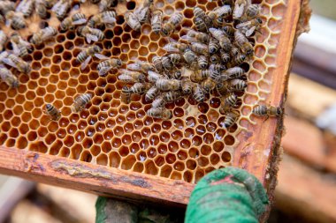 Tatlı bal ile petek üzerinde çalışma arıların görünümü kapatın. Sarı petek arı kovanı tatlı bal ile sadece alınan. Güzel sarı petek arı bal toplanan