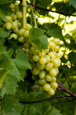 Üzüm bağında asılmış bir demet yeşil üzüm. Bahçede asılı bir demet yeşil üzümün yakın görüntüsü