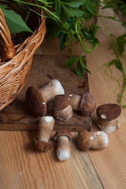 Yenebilir orman mantarları. Birçok porcini mantarı (sepet, porcino veya kral bolete, genellikle boletus edulis olarak bilinir), mantarlı hasır sepeti ve sonbahar mevsiminde ahşap zemin üzerinde yabani üzüm yaprakları.