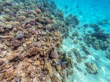 Sualtı panoramik mercan resifleri tropikal balıklar, deniz yosunları ve Mısır 'daki mercanlar. Acropora gemmifera ve Hood mercanı ya da Pürüzsüz karnabahar mercanı (Stylophora pistillata), Lobophyllia hemprichii, Acropora hemprichii veya Pristine Stag