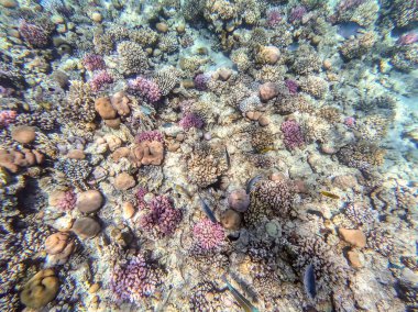 Sualtı panoramik mercan resifleri tropikal balıklar, deniz yosunları ve Mısır 'daki mercanlar. Acropora gemmifera ve Hood mercanı ya da Pürüzsüz karnabahar mercanı (Stylophora pistillata), Lobophyllia hemprichii, Acropora hemprichii veya Pristine Stag